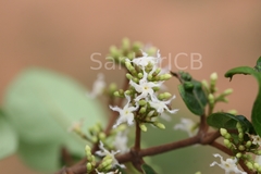 Ichnocarpus frutescens